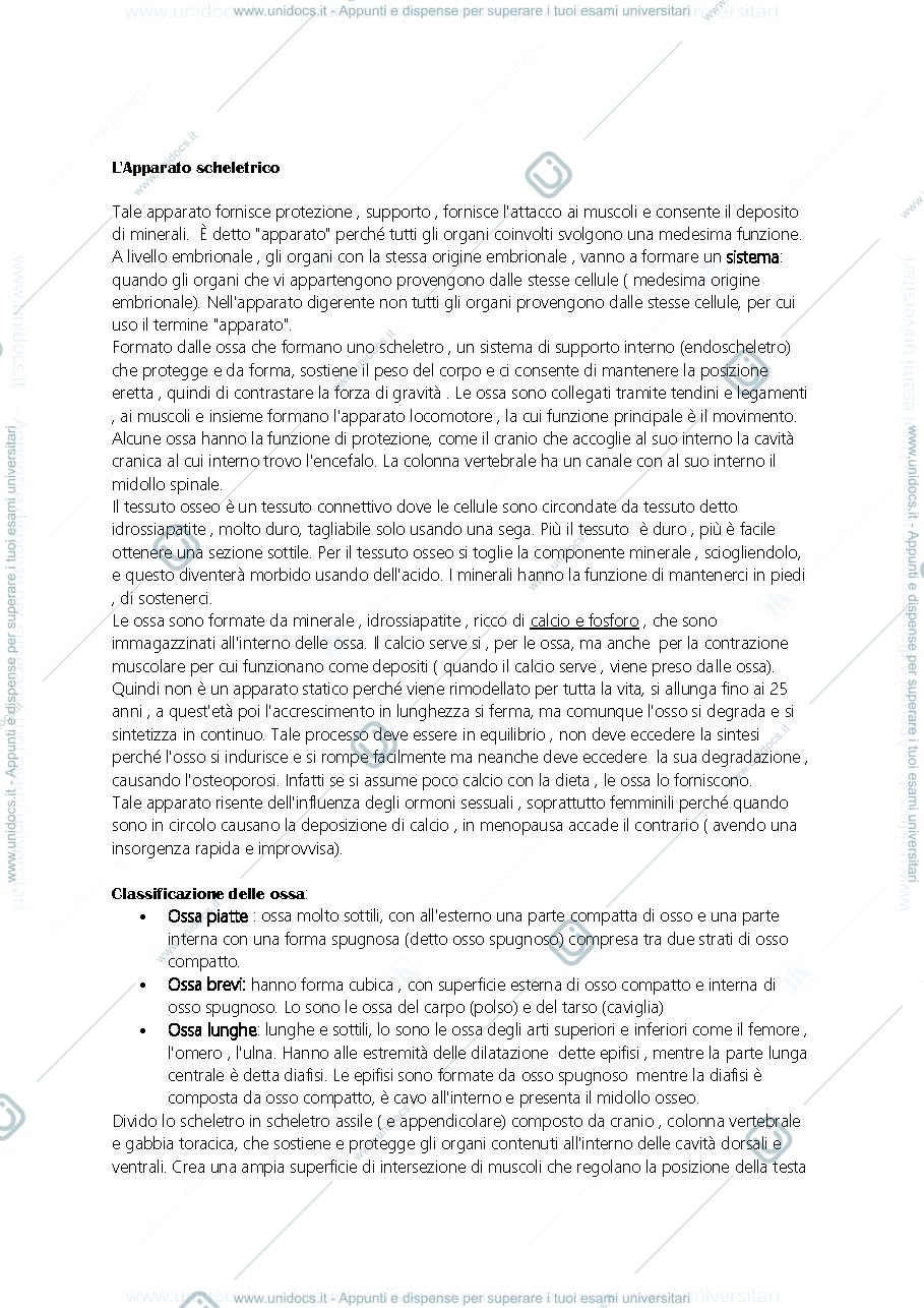 Anteprima pagina 2 — anatomia