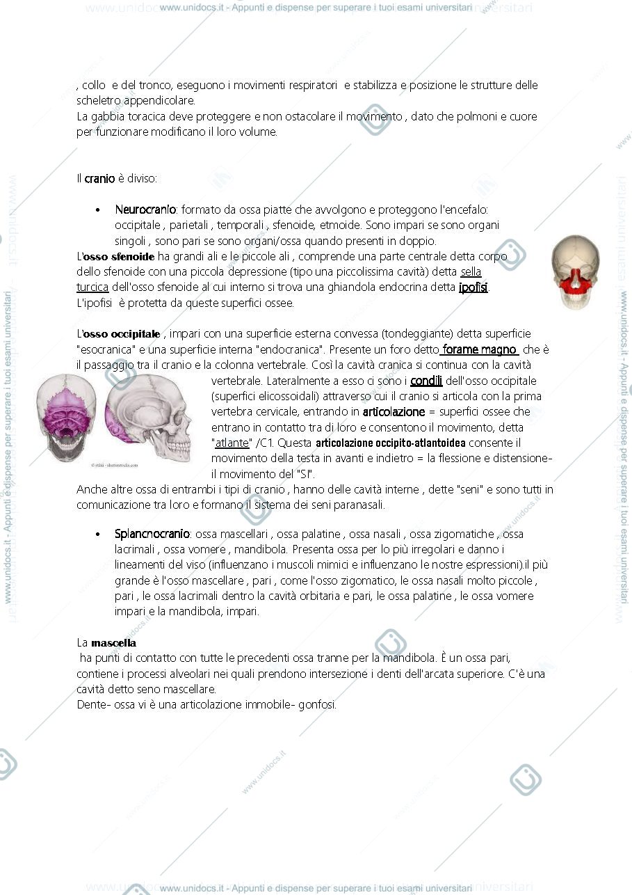 Anteprima pagina 3 — anatomia
