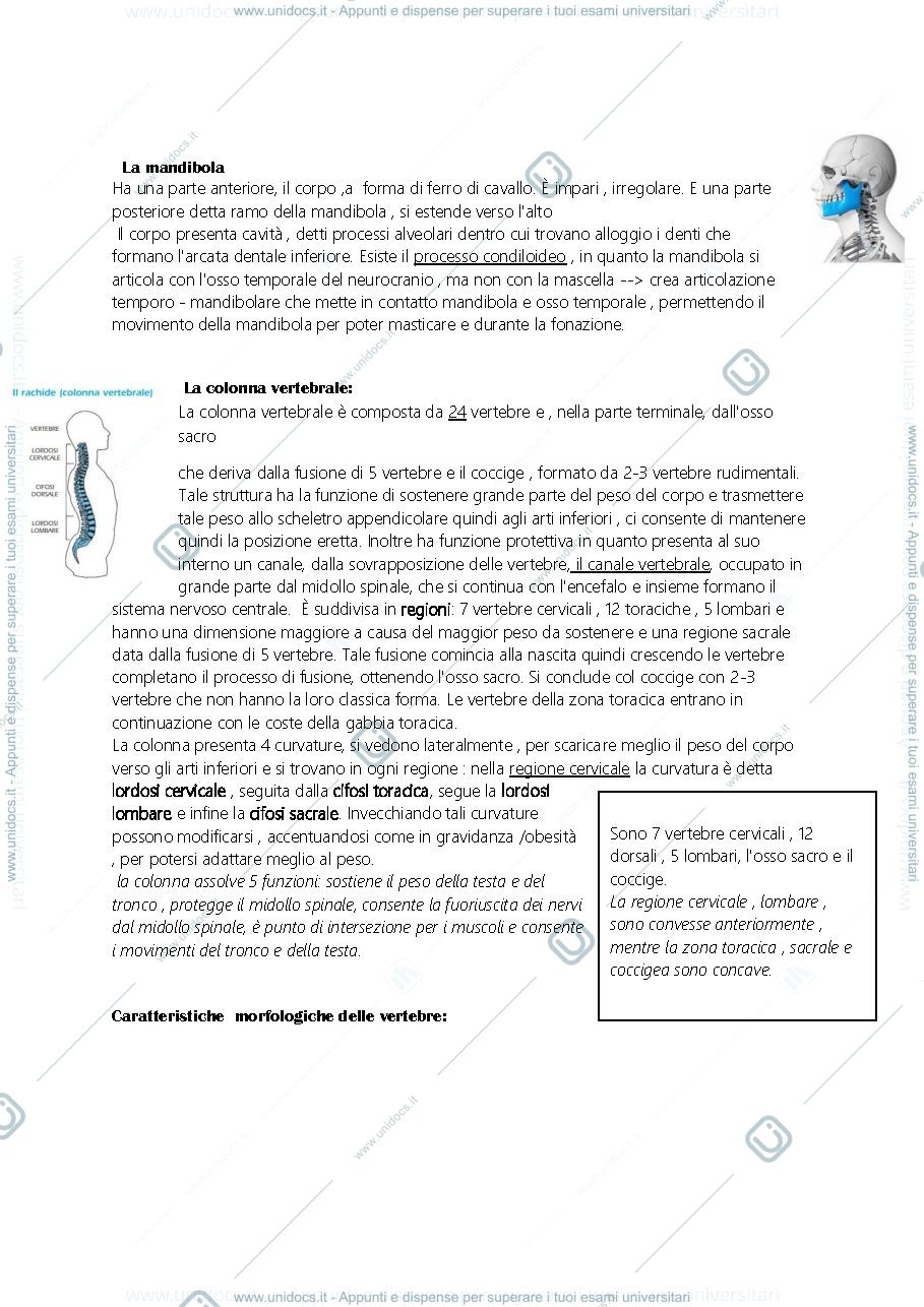 Anteprima pagina 4 — anatomia