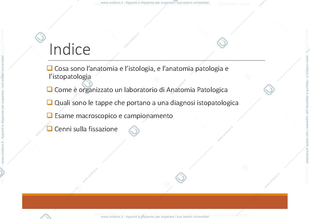 Anteprima pagina 2 — anatomia