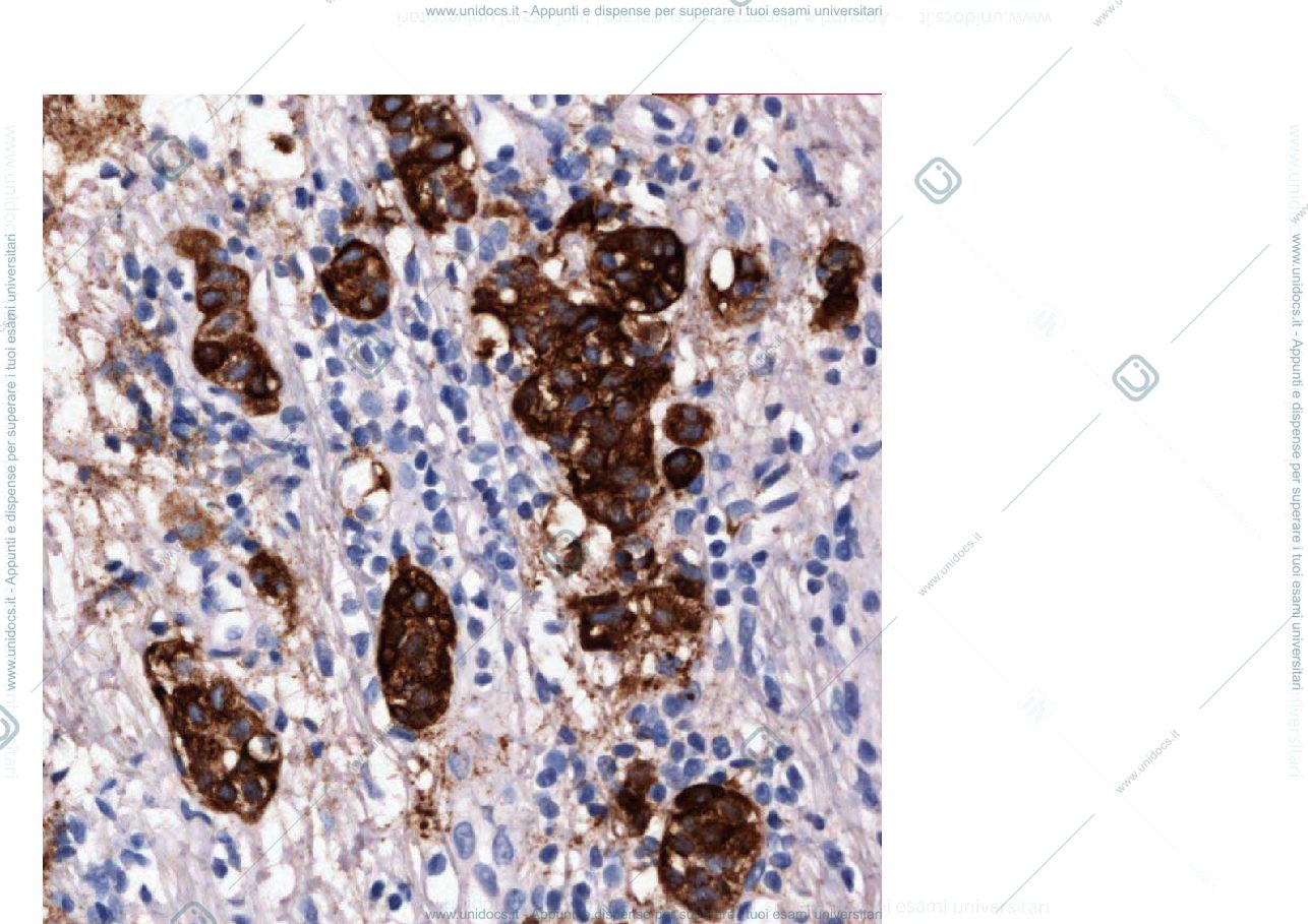 Anteprima pagina 2 — Immunoistochimica e citometria