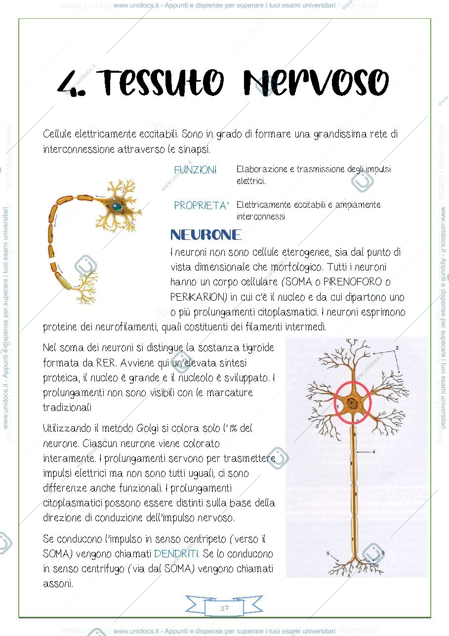 Anteprima pagina 1 — TESSUTO NERVOSO
