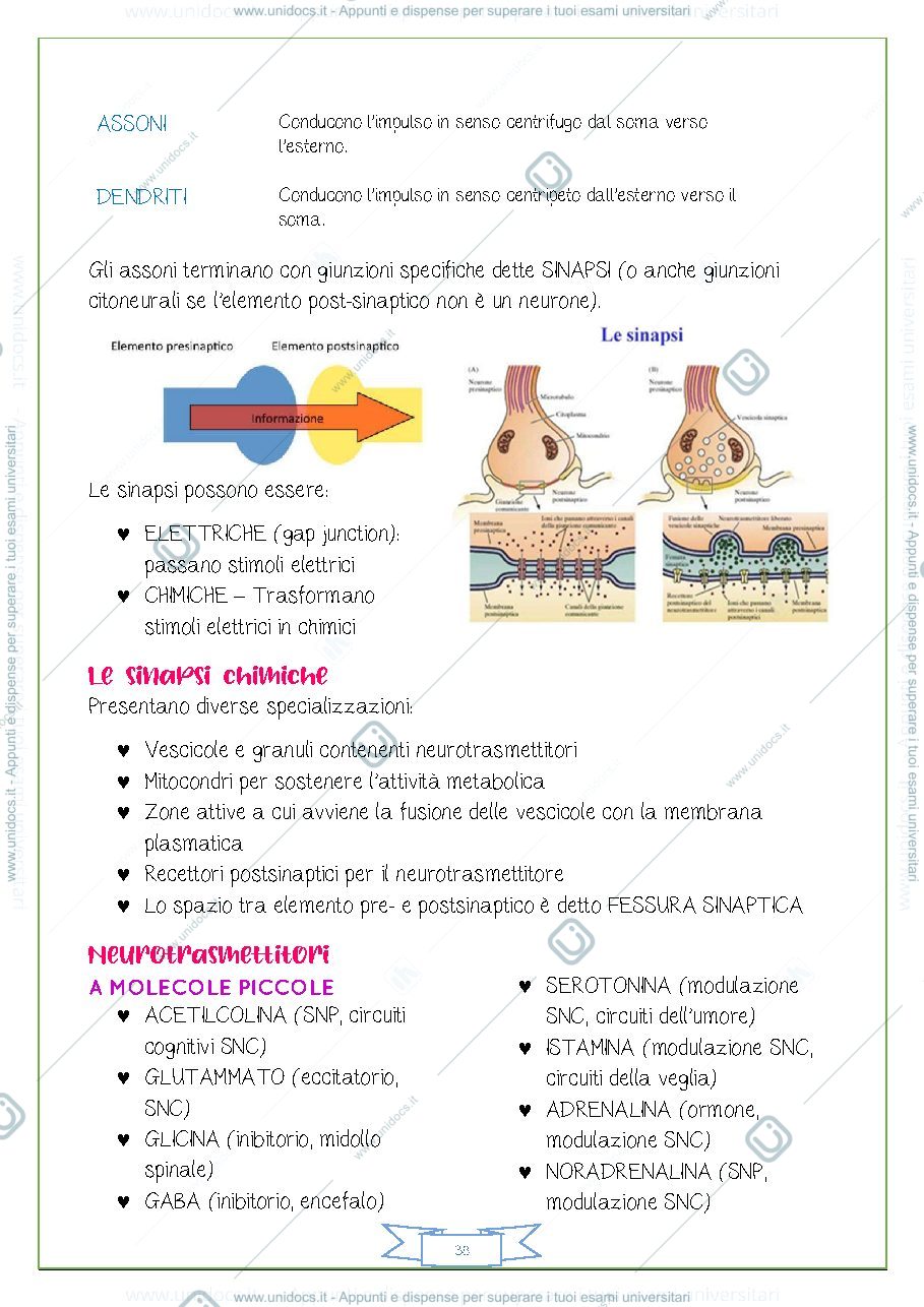 Anteprima pagina 2 — TESSUTO NERVOSO