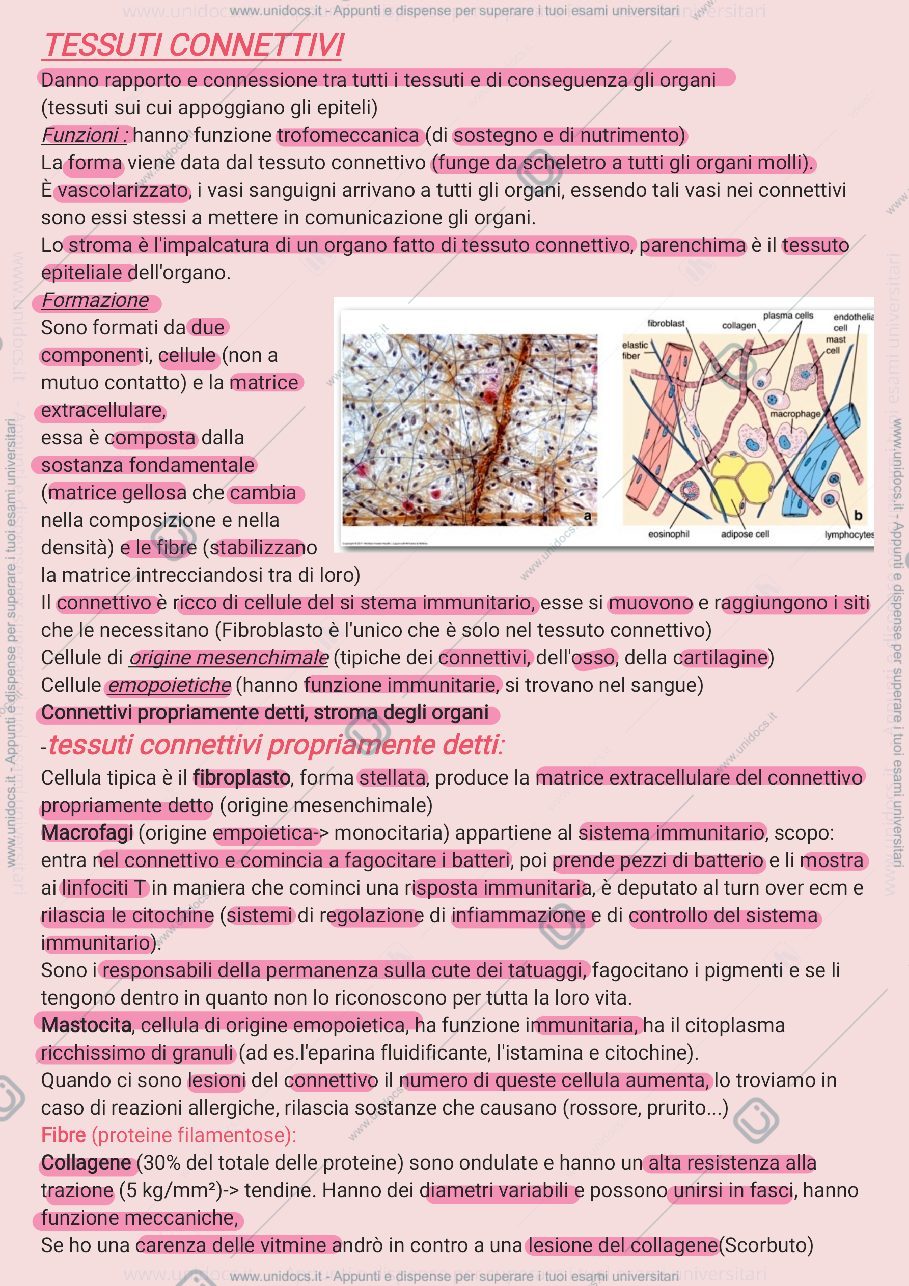 Anteprima pagina 1 — Tessuti connettivi 