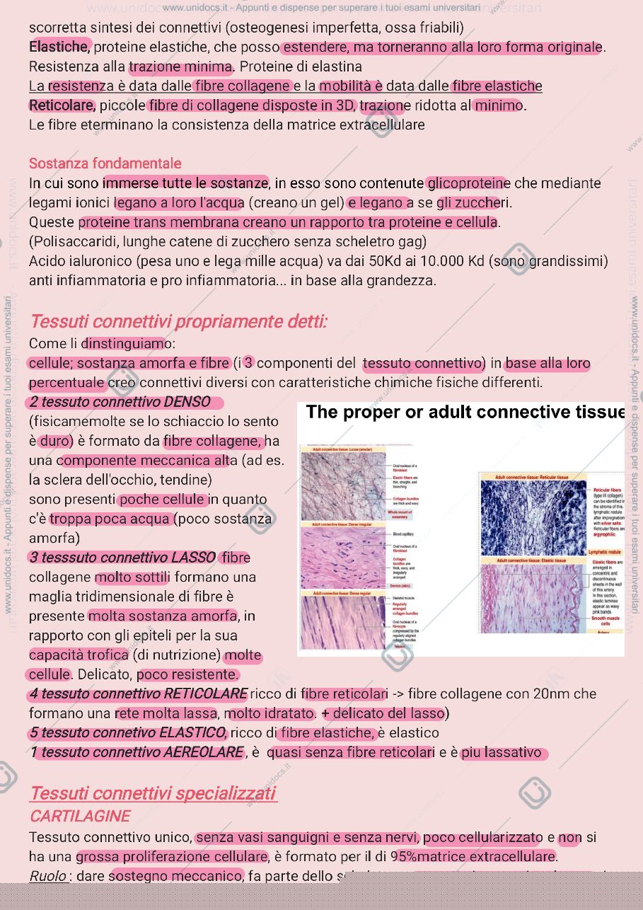 Anteprima pagina 2 — Tessuti connettivi 