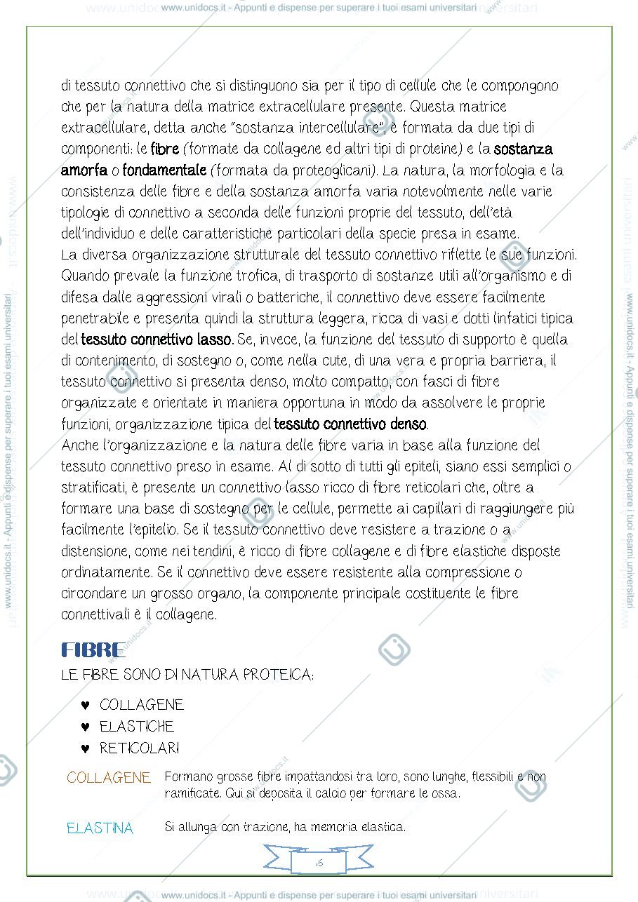 Anteprima pagina 2 — TESSUTO CONNETTIVO