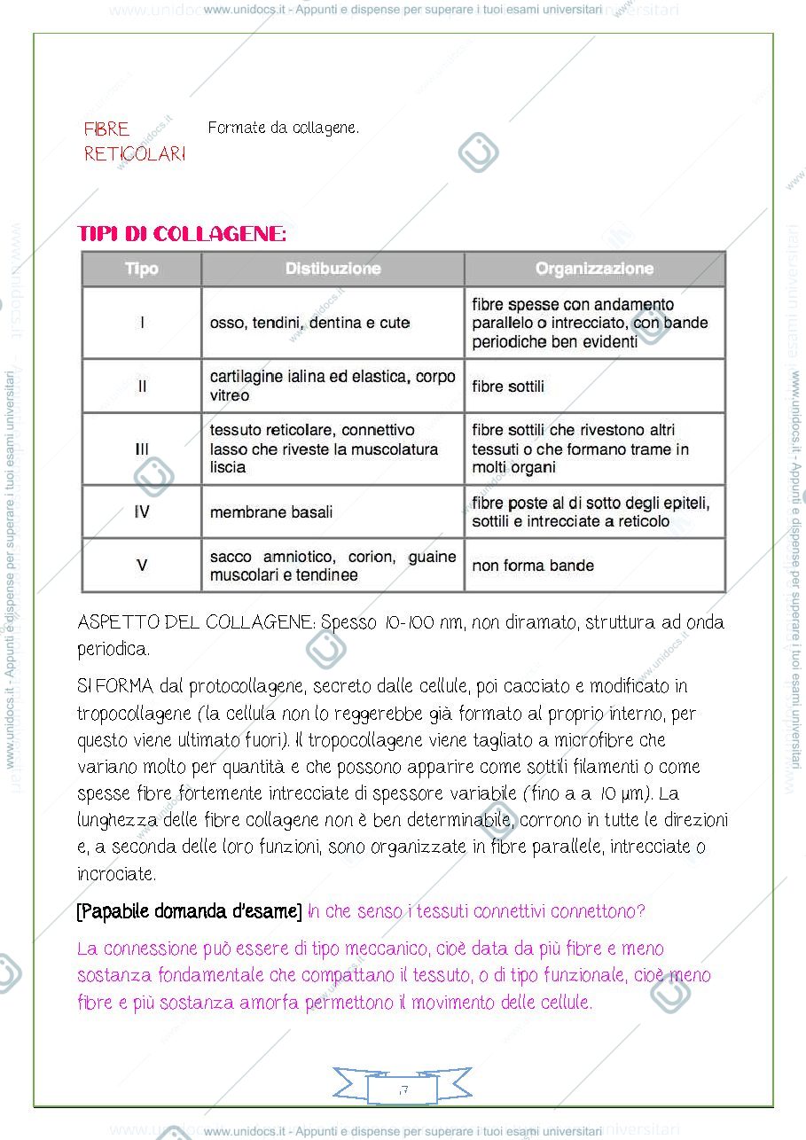 Anteprima pagina 3 — TESSUTO CONNETTIVO