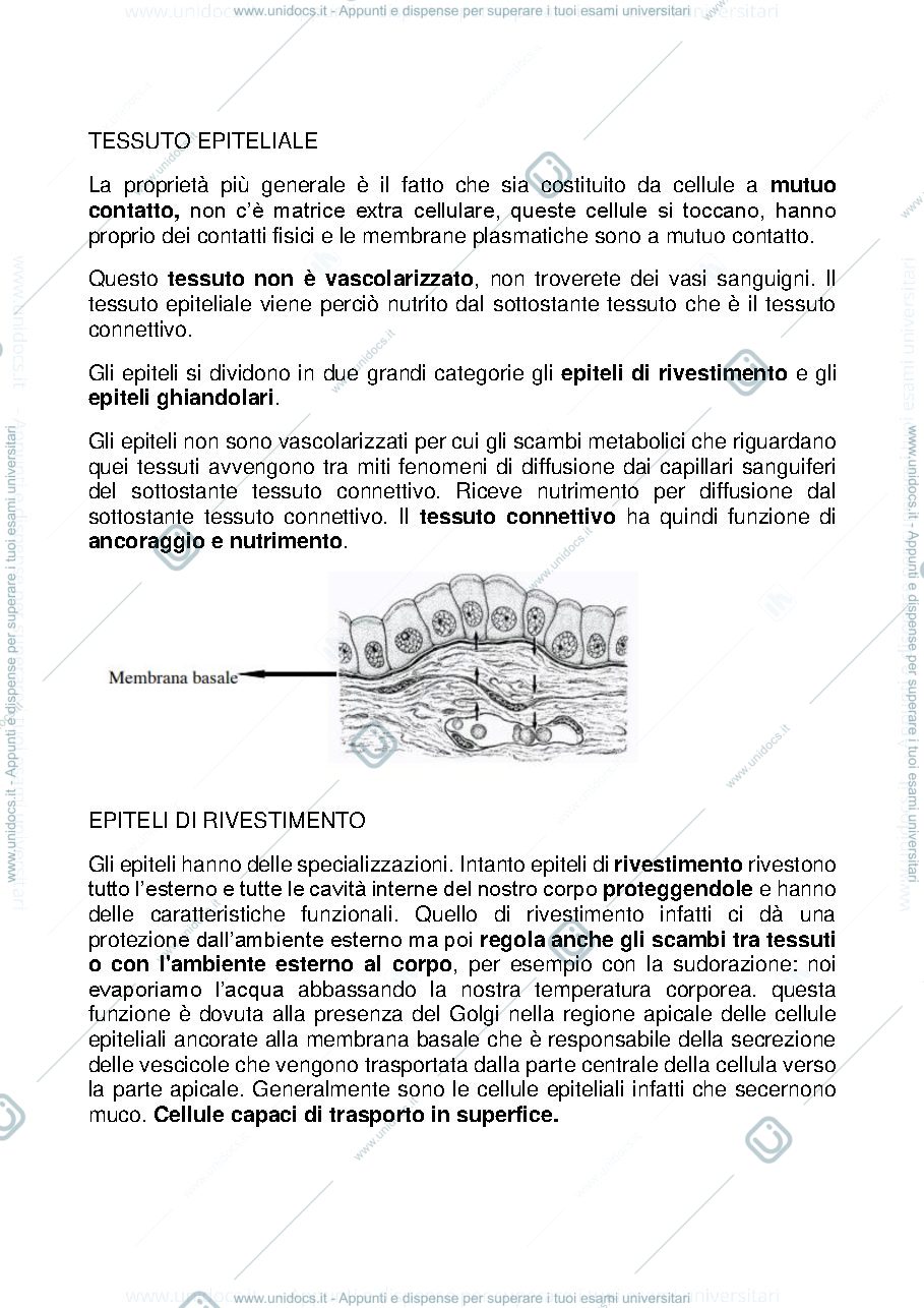 Anteprima pagina 1 — Tessuto Epiteliale L-Z