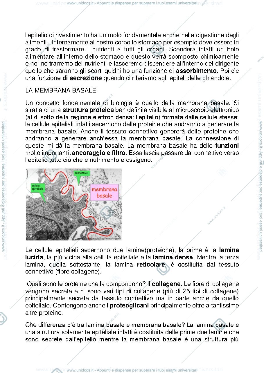 Anteprima pagina 2 — Tessuto Epiteliale L-Z
