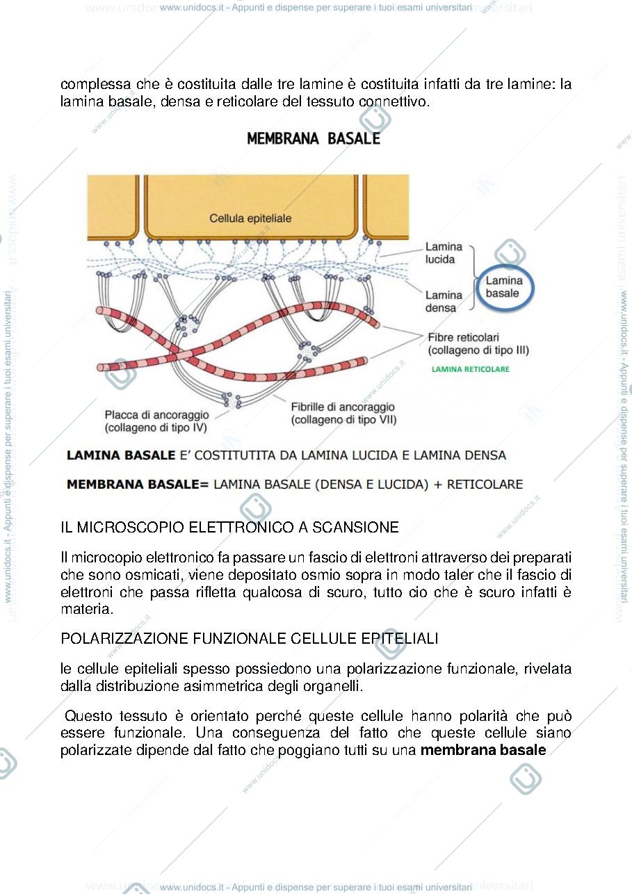 Anteprima pagina 3 — Tessuto Epiteliale L-Z