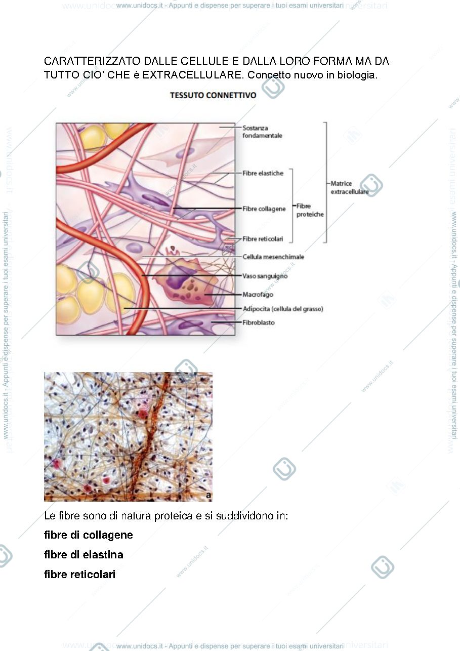 Anteprima pagina 2 — tessuto connettivo 