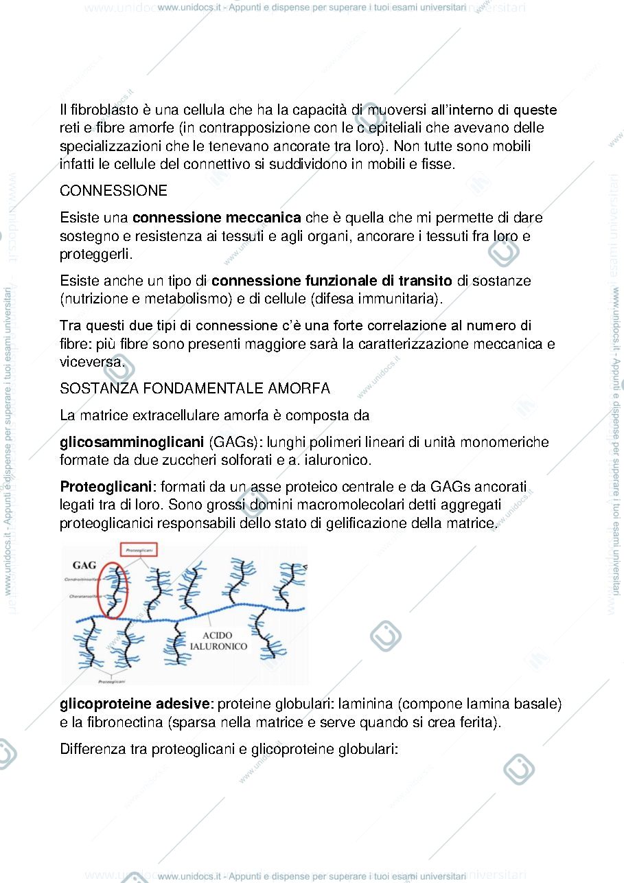 Anteprima pagina 3 — tessuto connettivo 