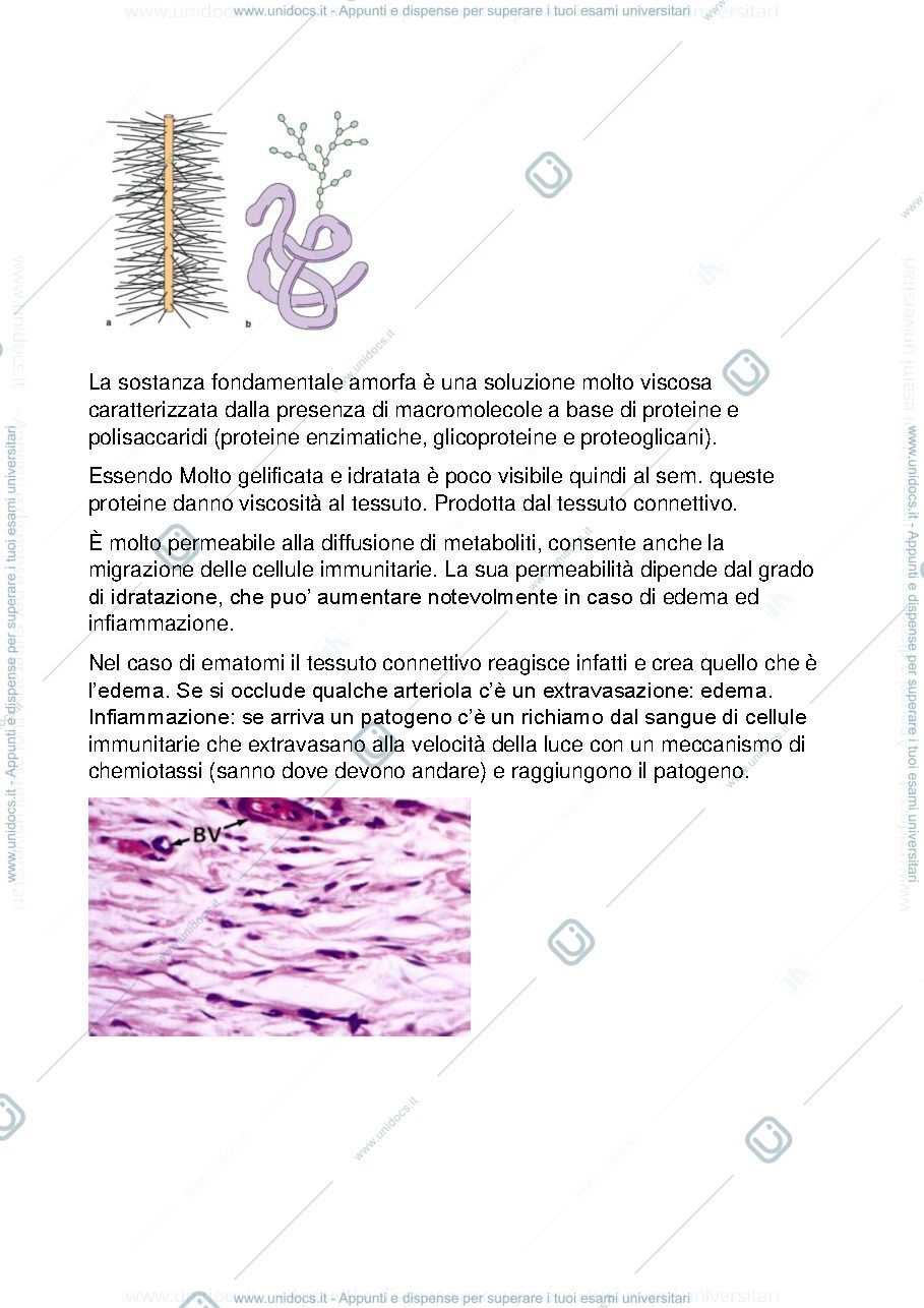 Anteprima pagina 4 — tessuto connettivo 