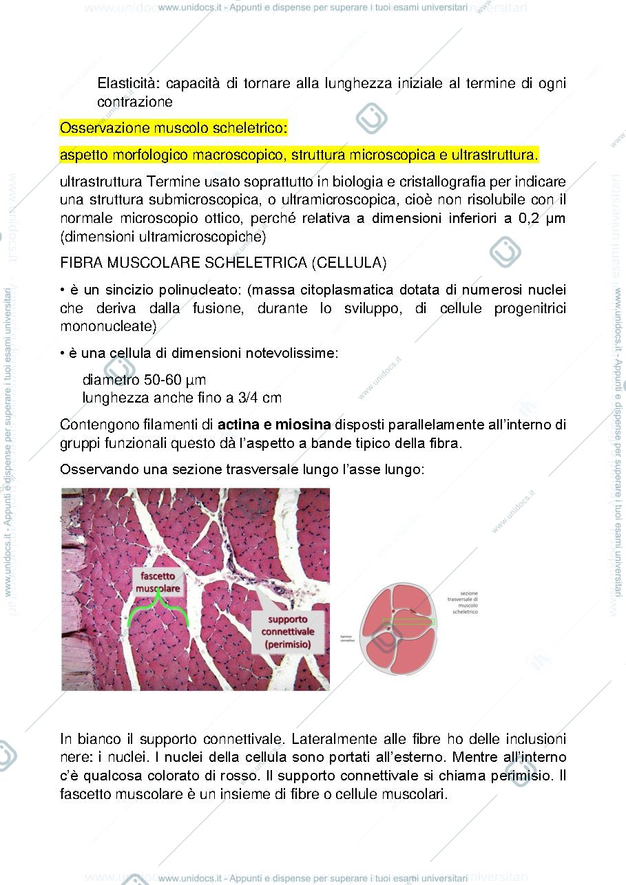 Anteprima pagina 2 — tessuto muscolare