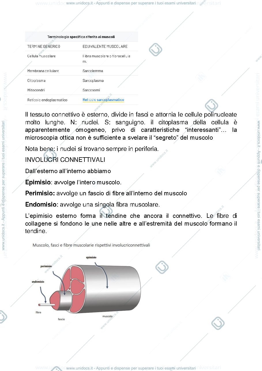 Anteprima pagina 3 — tessuto muscolare