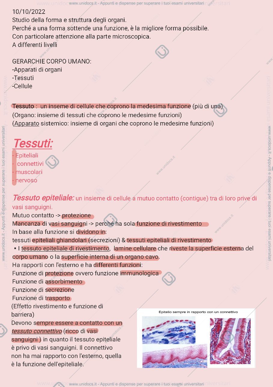 Anteprima pagina 1 — Tessuti epiteliali