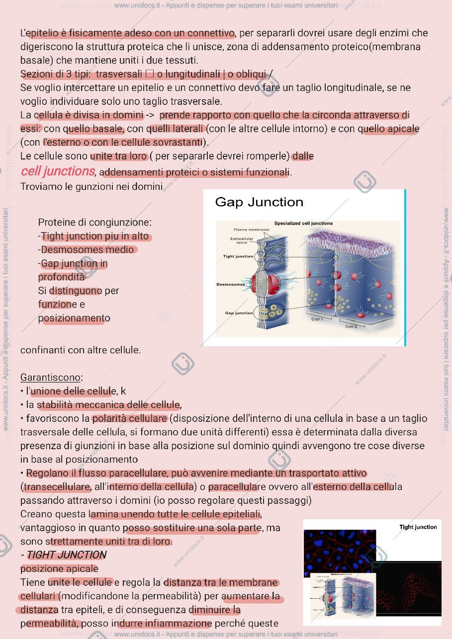 Anteprima pagina 2 — Tessuti epiteliali