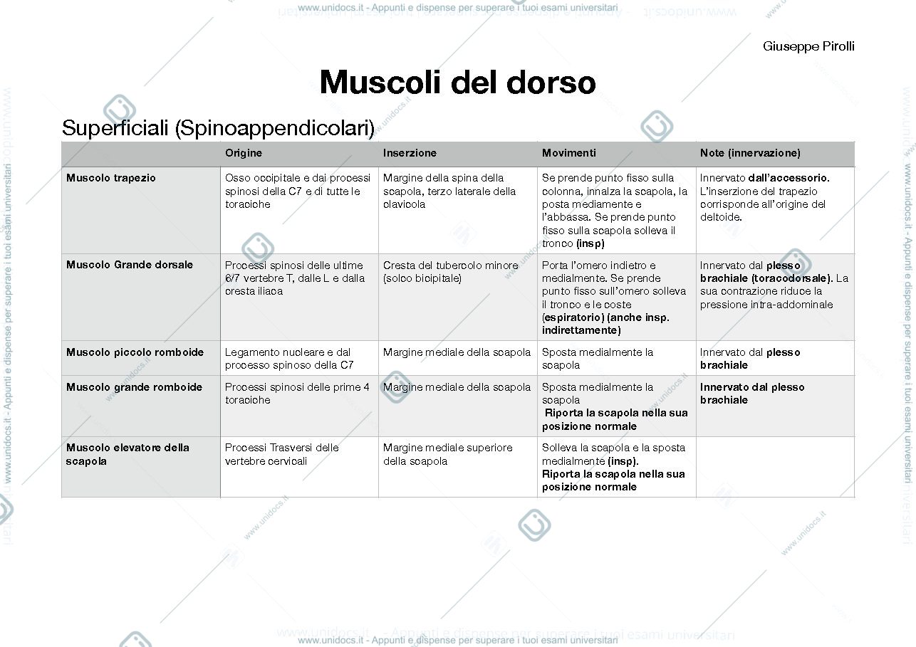 Anteprima pagina 1 — Schema muscoli dorso