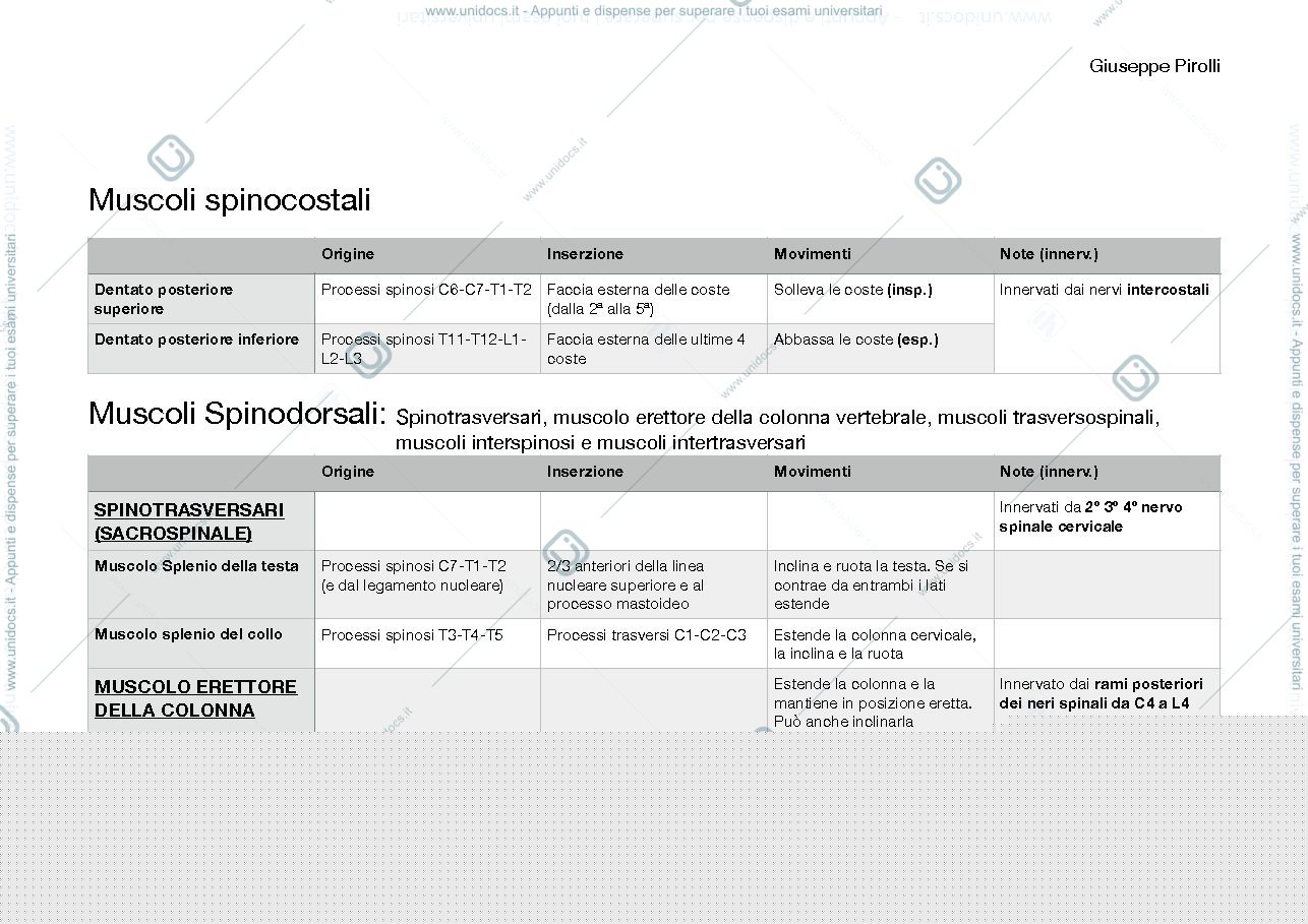 Anteprima pagina 2 — Schema muscoli dorso