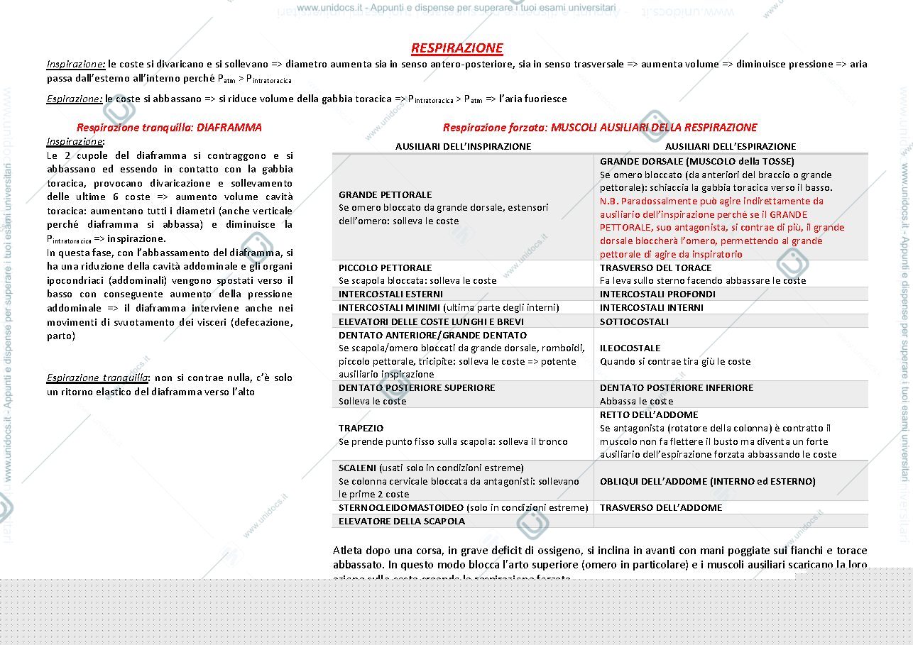 Anteprima pagina 1 — Respirazione