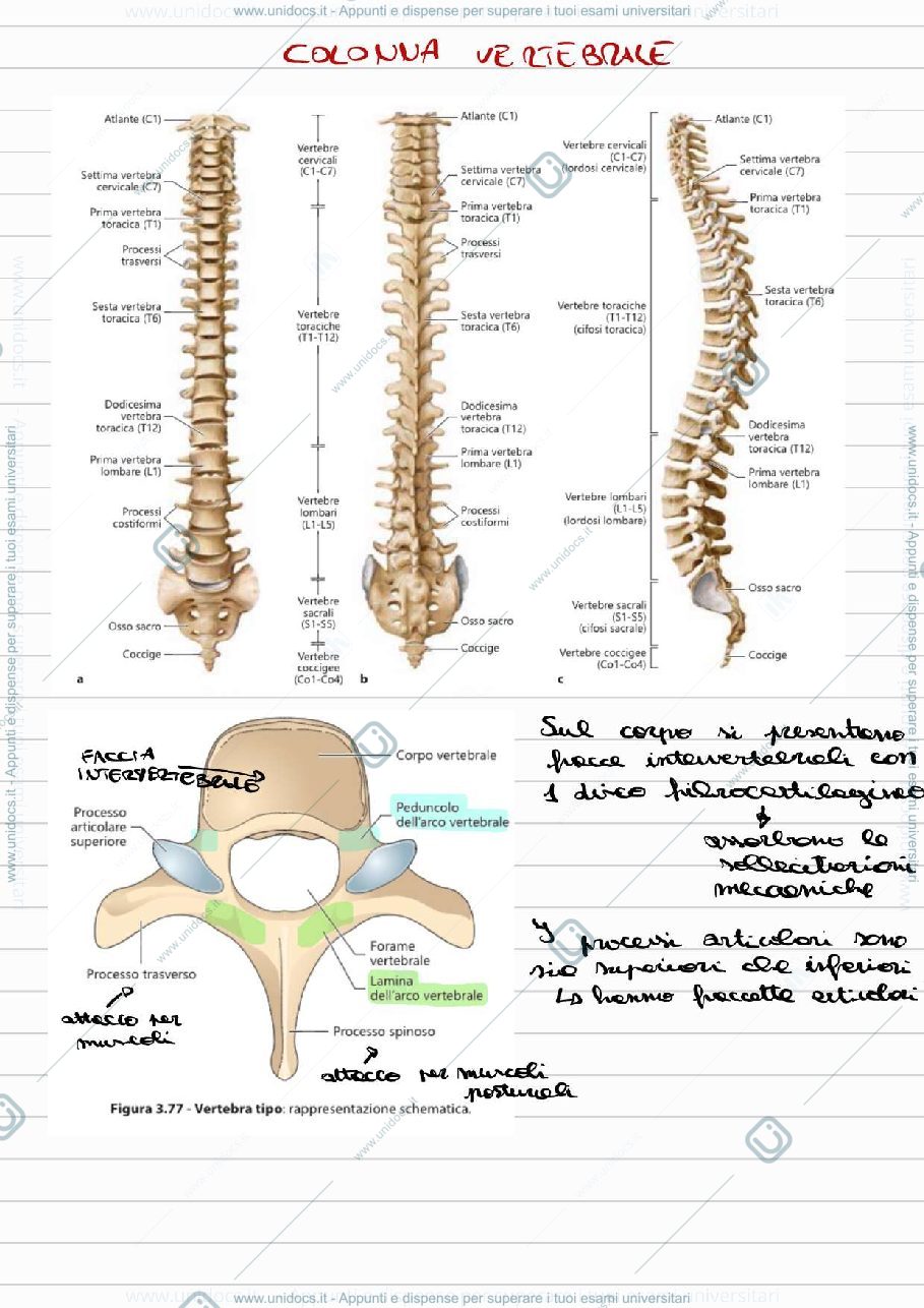 Anteprima pagina 1 — Programma Intero Anatomia I