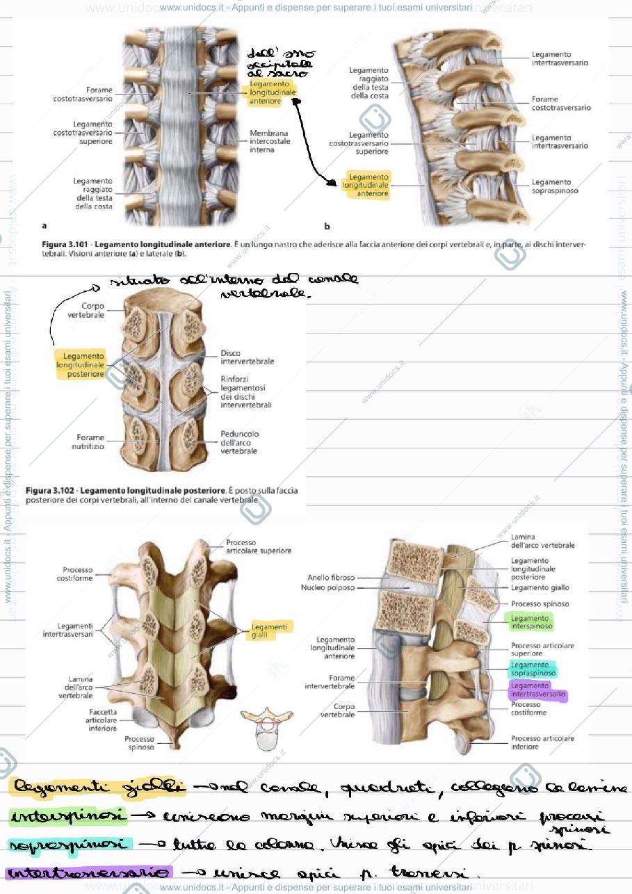 Anteprima pagina 2 — Programma Intero Anatomia I