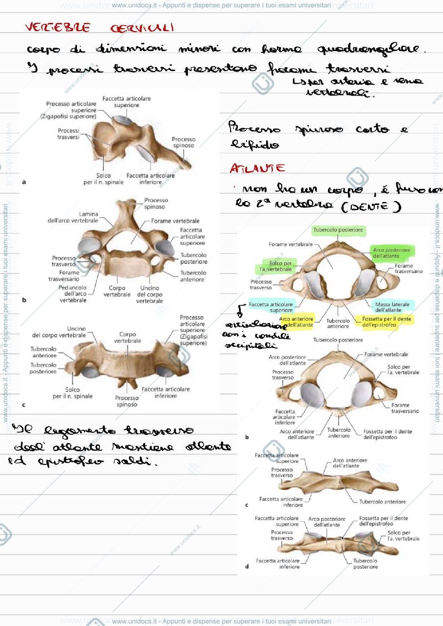 Anteprima pagina 3 — Programma Intero Anatomia I