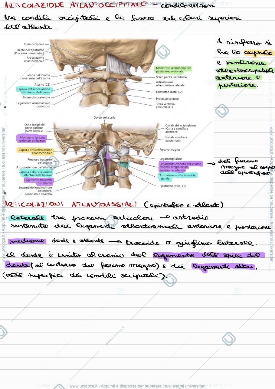 Anteprima pagina 4 — Programma Intero Anatomia I