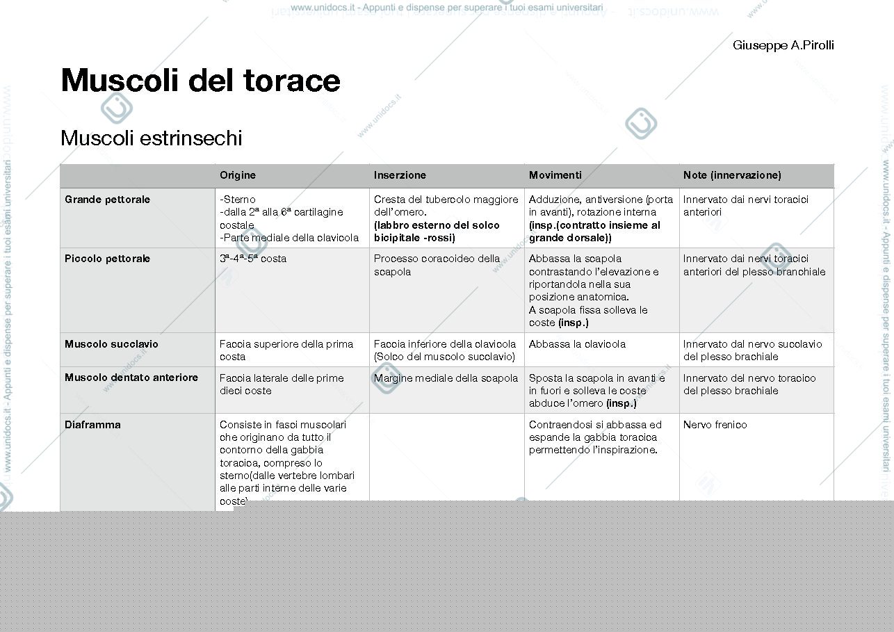 Anteprima pagina 1 — Muscoli torace