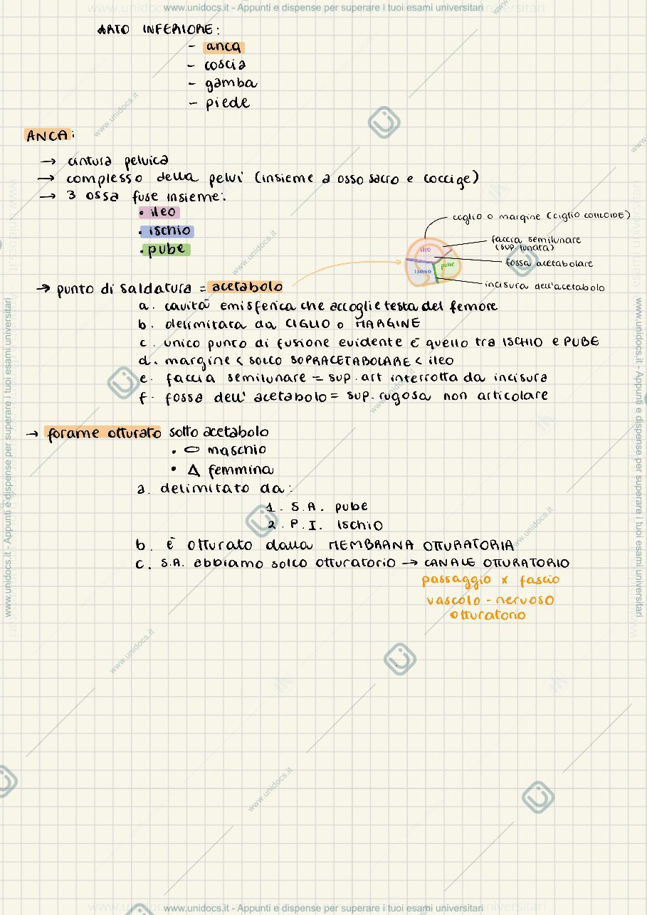 Anteprima pagina 1 — Ossa dell'anca