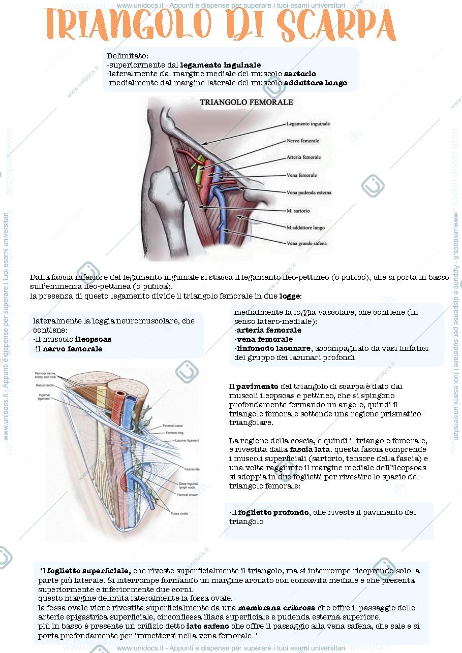Anteprima pagina 1 — Zona inguinale