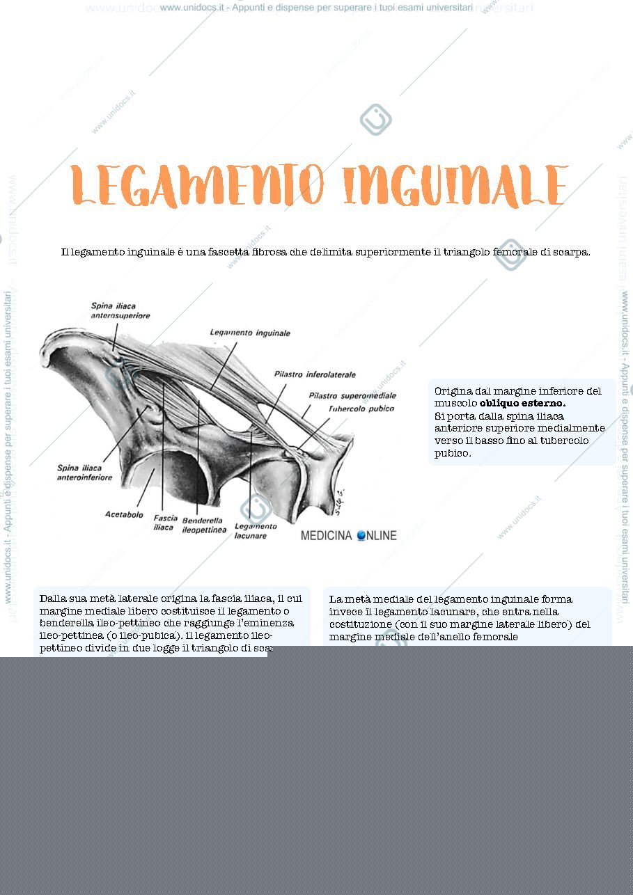 Anteprima pagina 2 — Zona inguinale