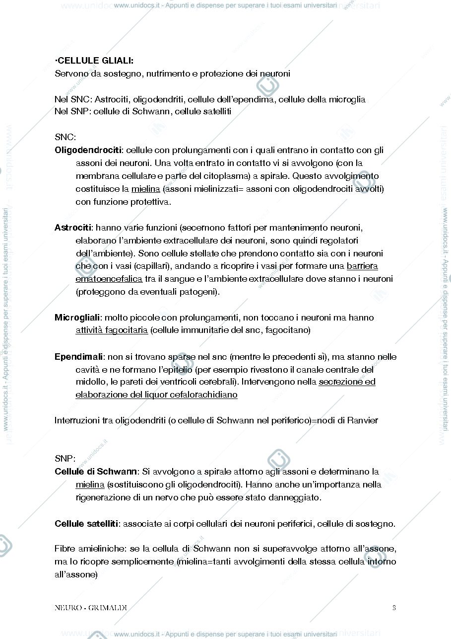 Anteprima pagina 3 — Anatomia II - Neuro