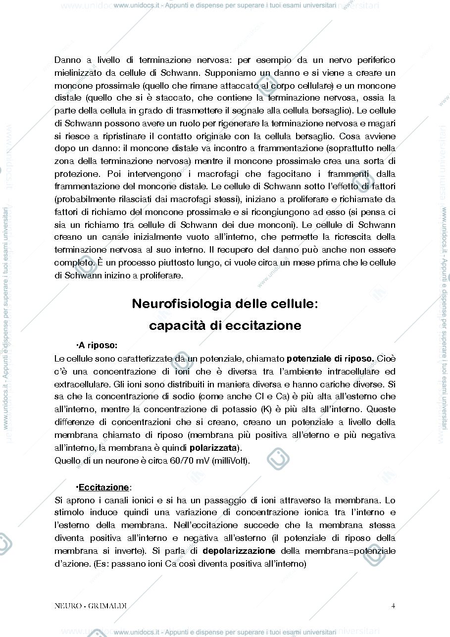 Anteprima pagina 4 — Anatomia II - Neuro