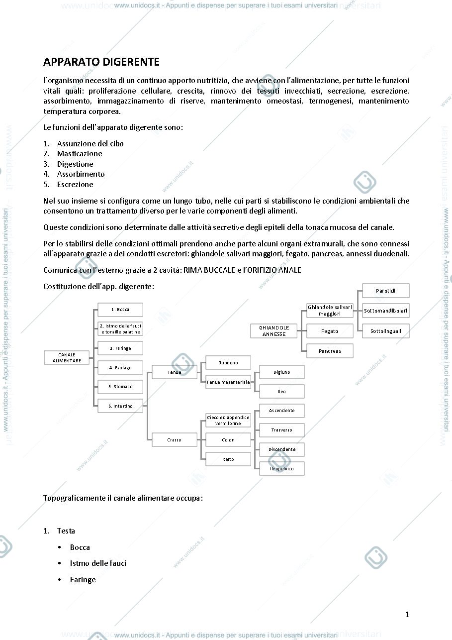 Anteprima pagina 1 — Anatomia dell' apparato digerente
