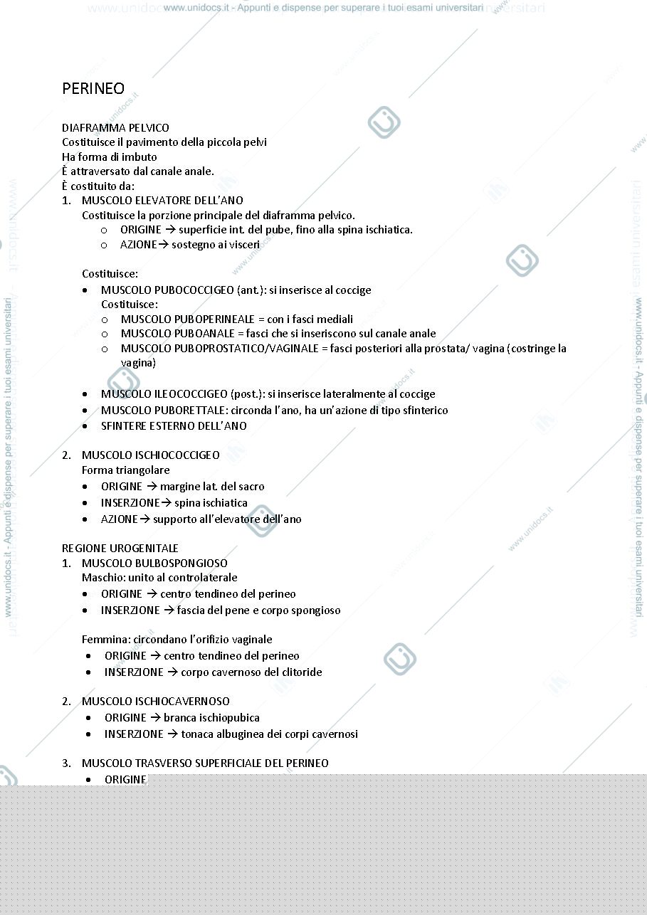 Anteprima pagina 1 — Anatomia del perineo