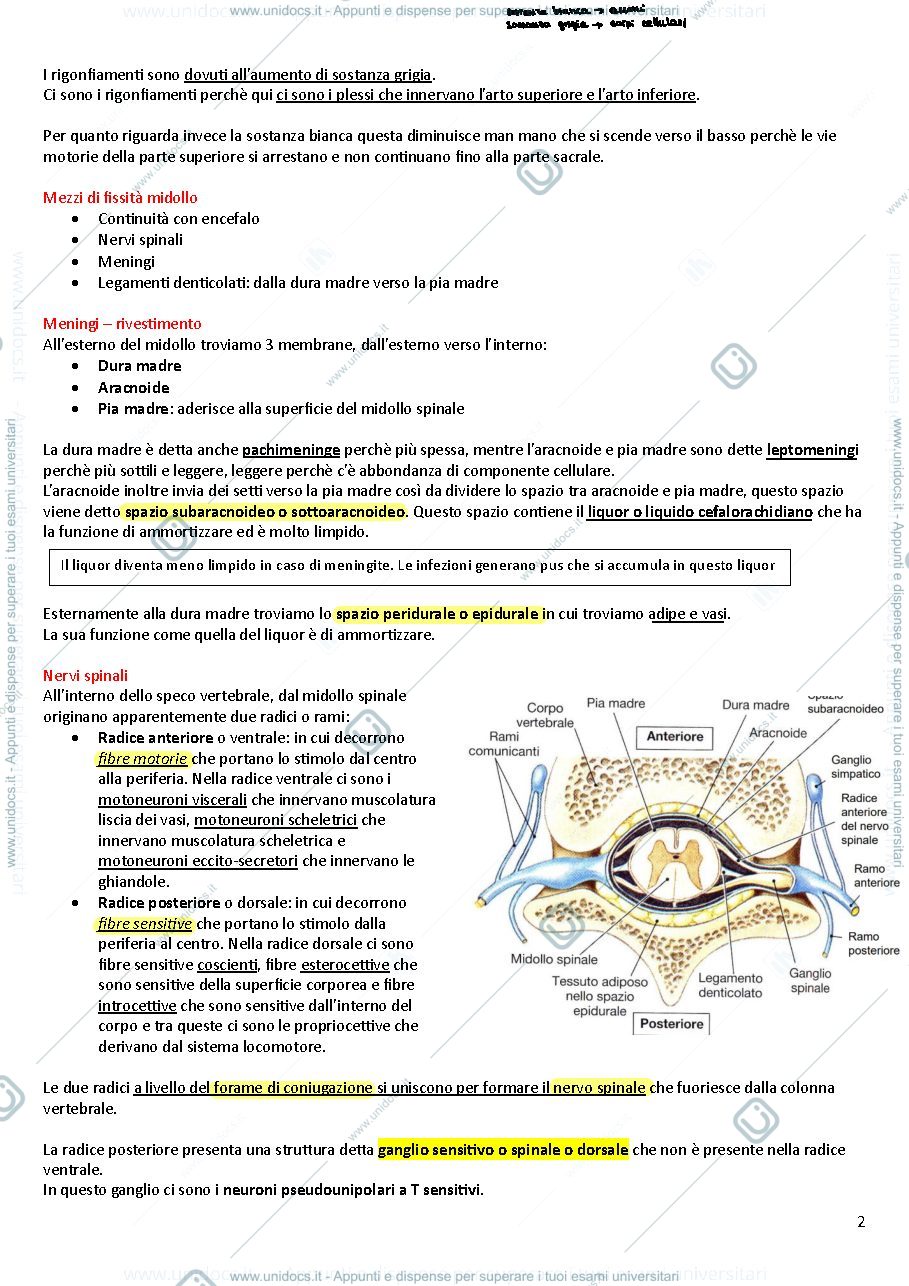 Anteprima pagina 2 — Riassunti di anatomia II
