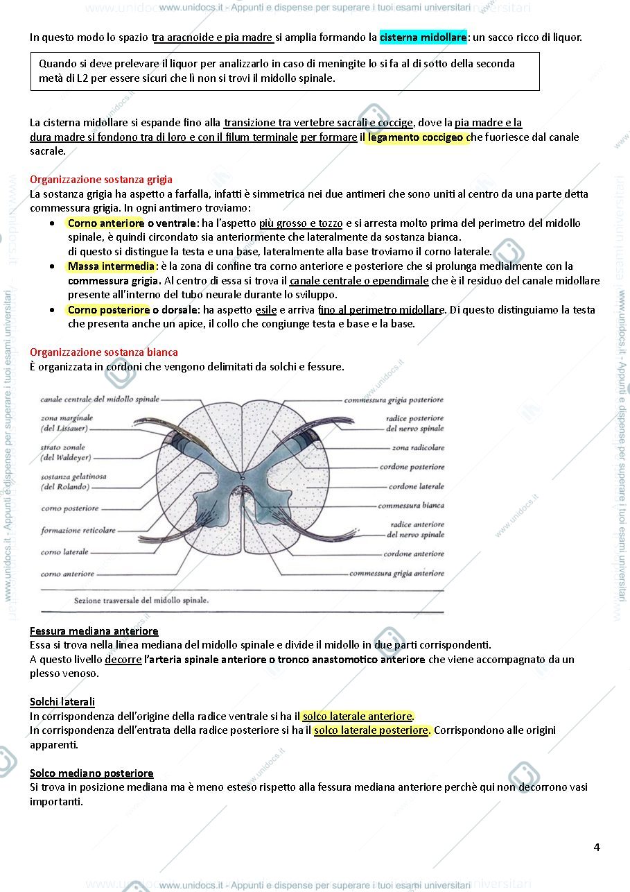 Anteprima pagina 4 — Riassunti di anatomia II