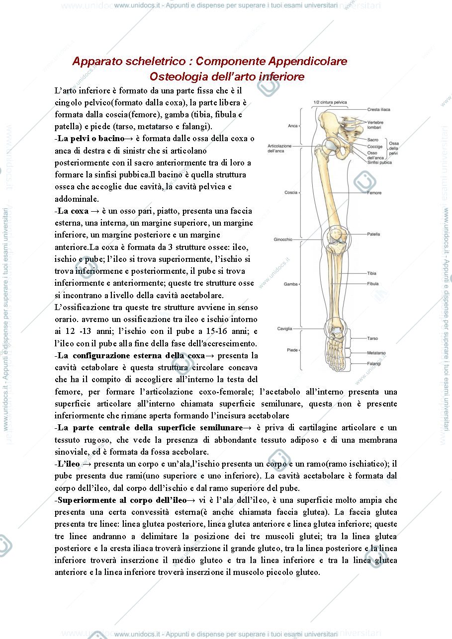 Anteprima pagina 1 — anatom