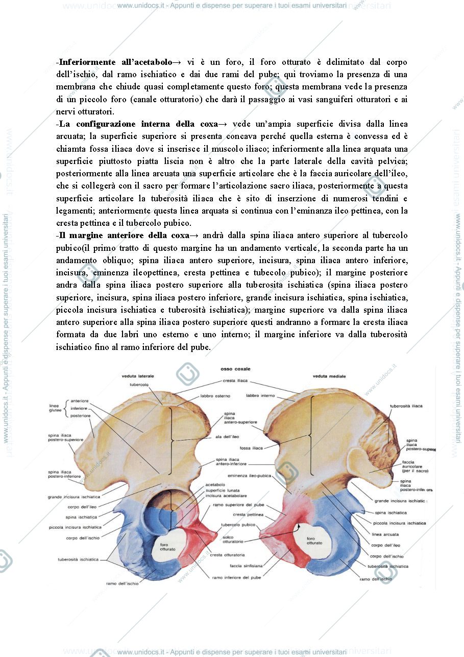Anteprima pagina 2 — anatom