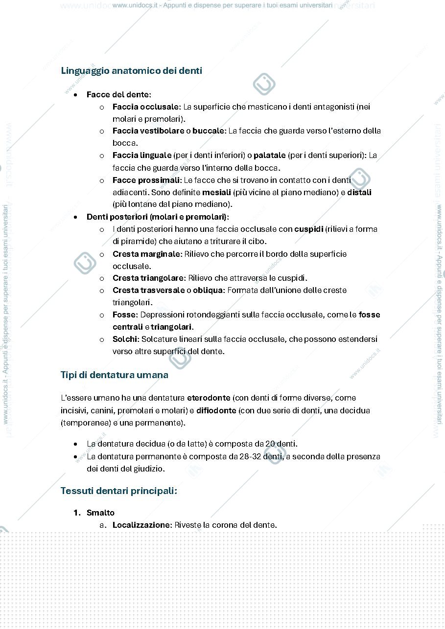 Anteprima pagina 1 — anatomia denti
