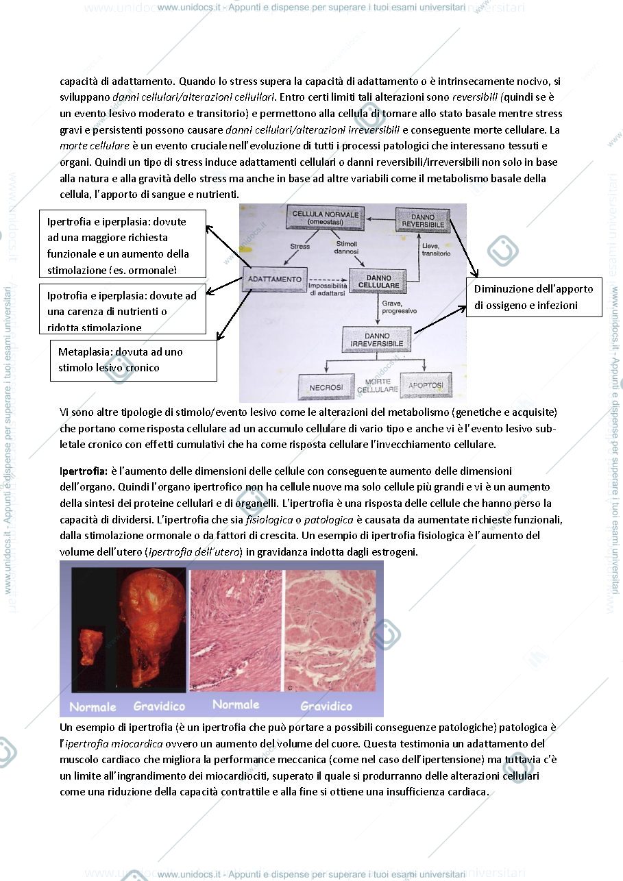 Anteprima pagina 2 — Danno cellulare 