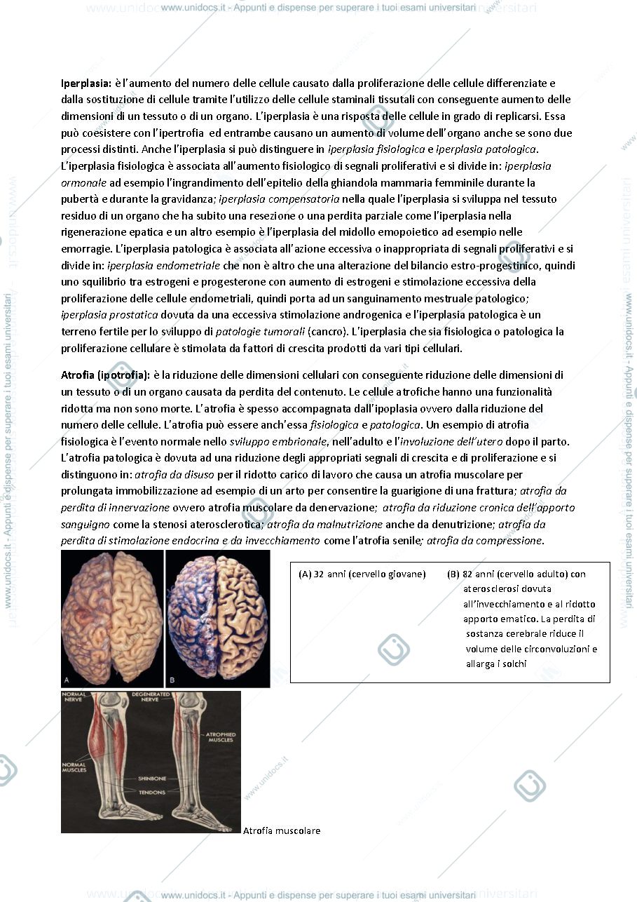 Anteprima pagina 3 — Danno cellulare 