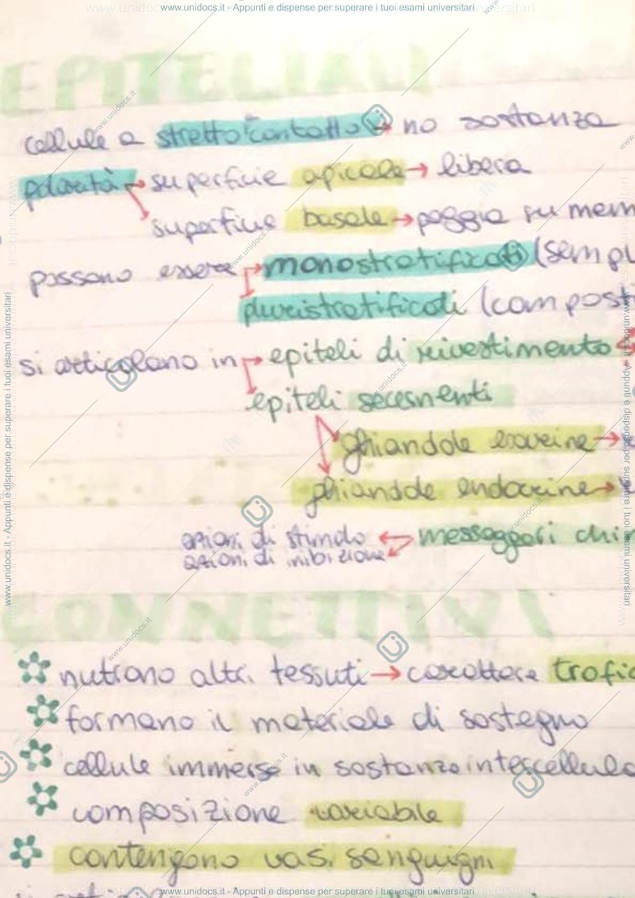 Anteprima pagina 2 — Anatomia Umana