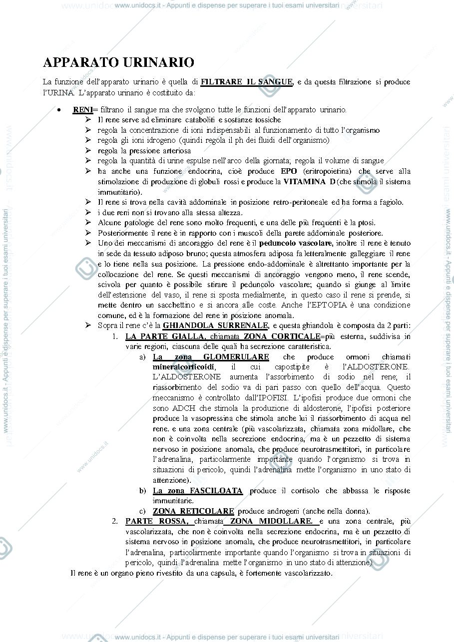 Anteprima pagina 1 — ANATOMIA UMANA APPARATO URINARIO