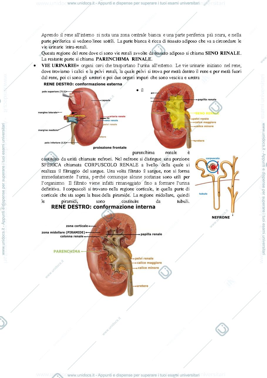 Anteprima pagina 2 — ANATOMIA UMANA APPARATO URINARIO
