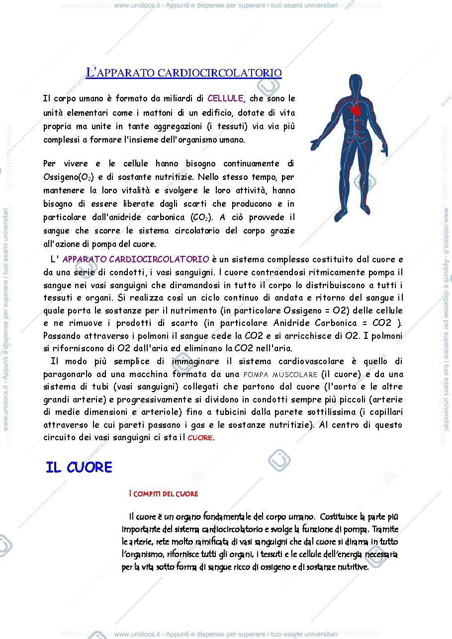 Anteprima pagina 1 — L'apparato circolatorio