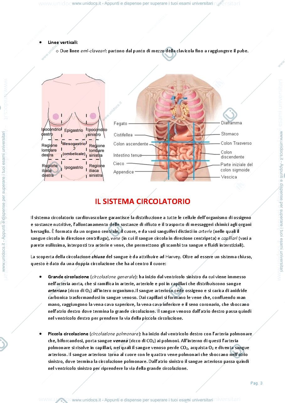 Anteprima pagina 4 — Anatomia