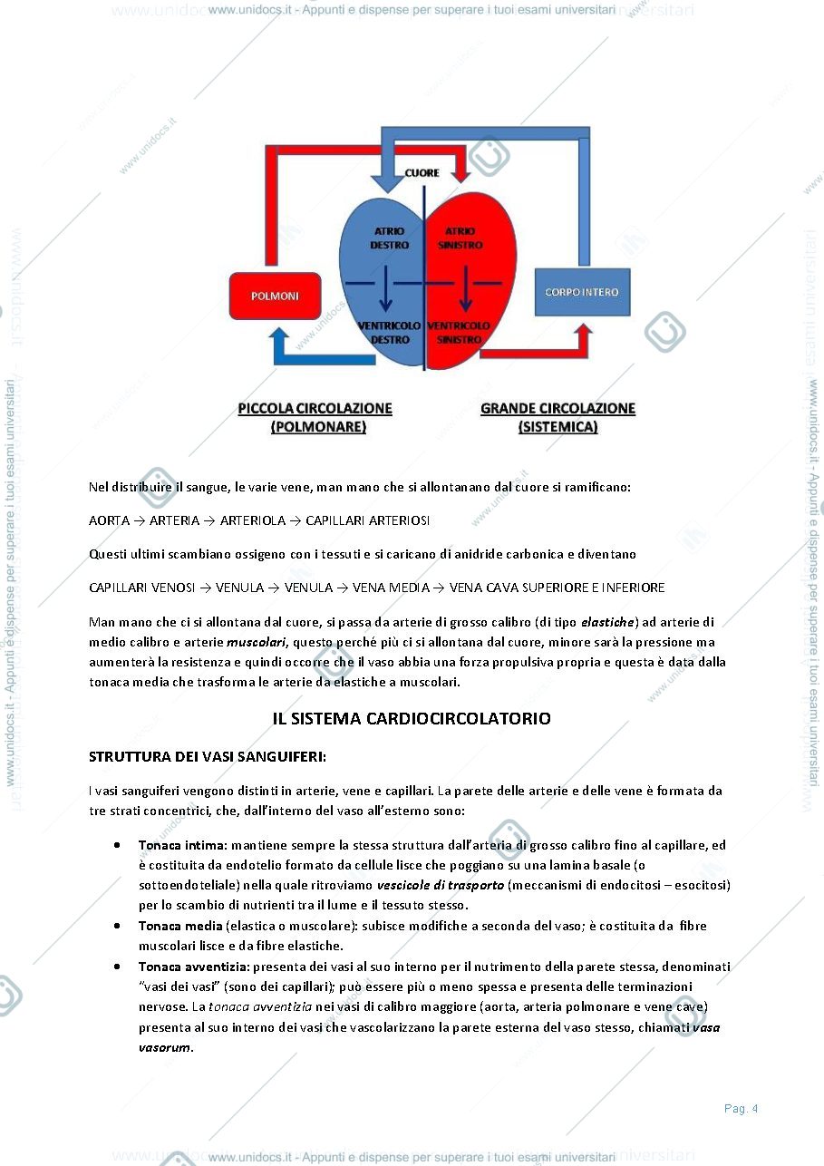 Anteprima pagina 5 — Anatomia
