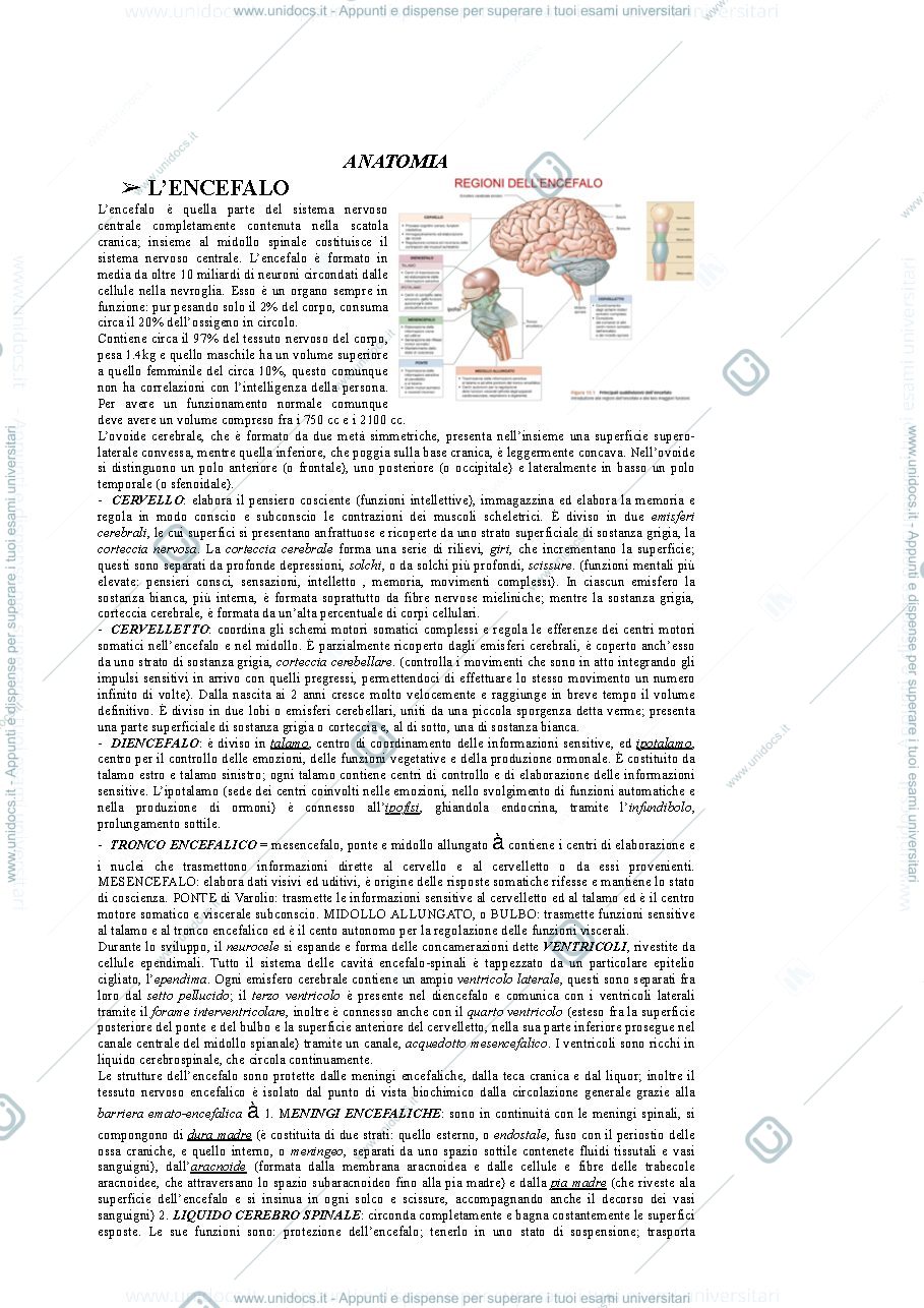 Anteprima pagina 1 — ANATOmia